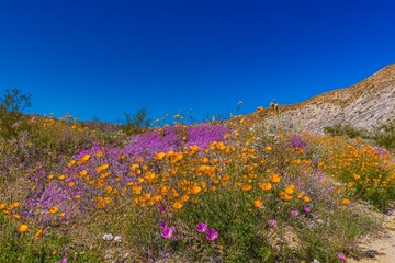 Fototapeta premium Colorful wildflower bloom in a desert landscape during springtime under a clear blue sky