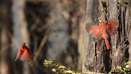 Male norther cardinal red bird inflight against blurry background. 