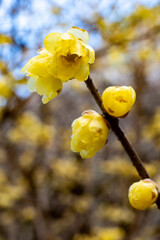 鎌倉2501　妙本寺33　蠟梅
