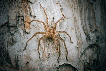 The Jungle Huntsman Spider or Heteropoda jugulans is a large, hairy, brown spider that is common in Brisbane, Queensland.