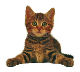 Obraz premium PNG Vintage cat photo cut-outs pet photography abyssinian.