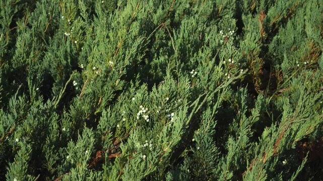 The low-growing Juniperus horizontalis 'Alpina', commonly known as creeping juniper, flourishes in its natural habitat. The lush green foliage and small white berries highlight its ornamental beauty.