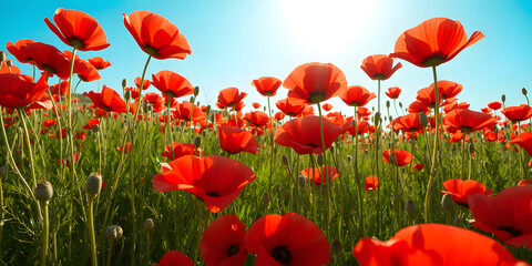 Obraz premium A field of red poppies glowing under bright sunlight, with a blue sky backdrop, ultra-HD