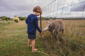 Boy feeding sheep