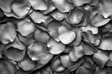 PNG Rose petals blue background dark.