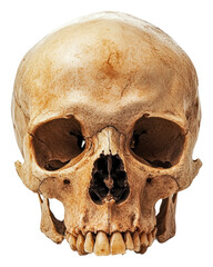Obraz premium Human skull displayed in a museum exhibit isolated on transparent background