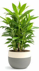Fototapeta premium Green plant pot, studio shot, white background, home decor