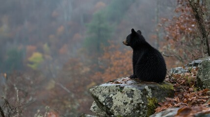 Black bear cub sits on a rock overlooking an autumn forest in the mist.