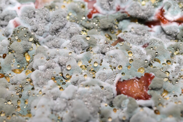 mold and fungus © Amelia Pearn