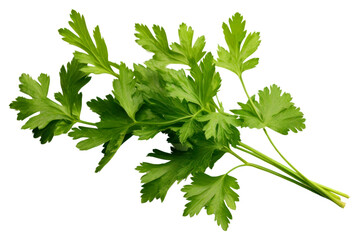 PNG Parsley herb herbs plant green.