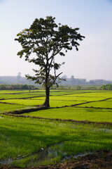 Green rice fields paddy fields showing new green rice plants growing creating beautiful green landscape