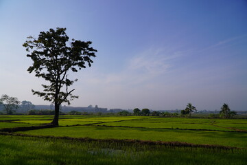 Green rice fields paddy fields showing new green rice plants growing creating beautiful green landscape