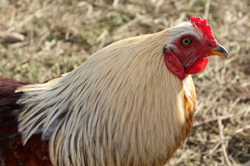 Poulet blanc et noir