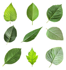 Obraz premium Green leaves collection on white背景 isolated on transparent background