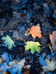 Fallen Autumn Maple Leaves, Glasgow, Scotland