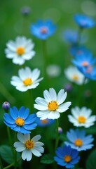 Fototapeta premium field of small white and blue flowers in full bloom, floral, nature, petals