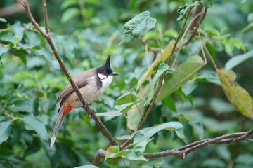 red-whiskered bulbul (Pycnonotus jocosus) in Tsing Yi, Hong Kong at sunny day