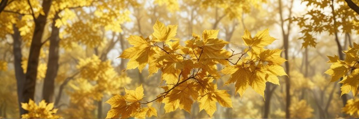 Obraz premium Golden hues of autumn maple with delicate leaves in soft focus, deciduous tree, autumn
