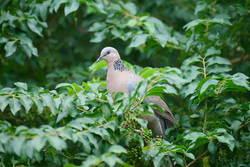 Eastern spotted dove (Spilopelia chinensis) in Tsing Yi, Hong Kong at sunny day