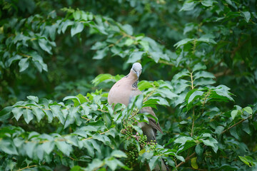 Eastern spotted dove (Spilopelia chinensis) in Tsing Yi, Hong Kong at sunny day
