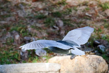 black-crowned night heron (Nycticorax nycticorax) in Tsing Yi, Hong Kong at sunny day