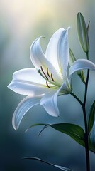 A single white lily framed elegantly in soft light A single white lily framed gracefully in soft, radiant light Elegant white lily illuminated by a gentle, glowing backdrop