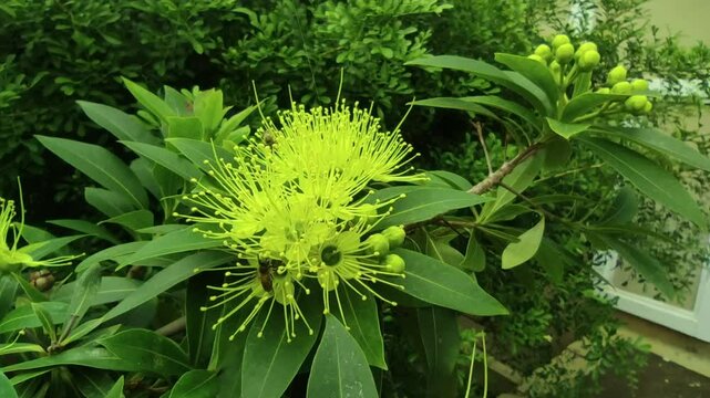green plant in the garden