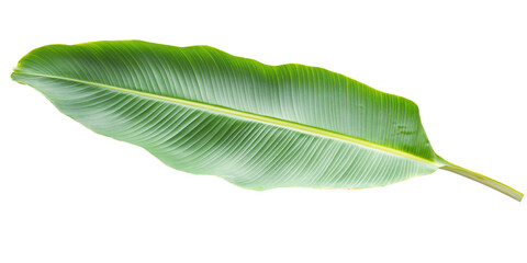 Obraz premium Fresh green banana leaf isolated on transparent background.