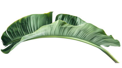 Fresh green banana leaf isolated on transparent background. © Ajay