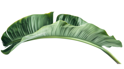 Fresh green banana leaf isolated on transparent background.