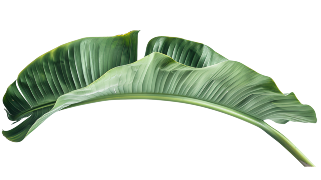 Fresh green banana leaf isolated on transparent background.