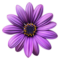 Obraz premium Beautiful purple flower with intricate petals isolated on transparent background