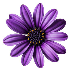 Obraz premium Beautiful purple flower with striking petals isolated on transparent background