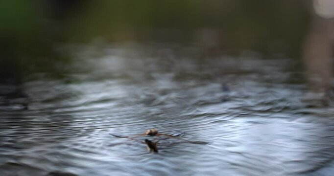 Gerris lacustris (Water Strider)
This footage captures a water strider, known scientifically as Gerris lacustris, gracefully gliding across the water's surface