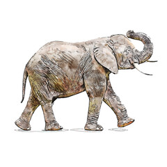 Fototapeta premium Elephant animal watercolor sketch hand drawn illustration isolated white background