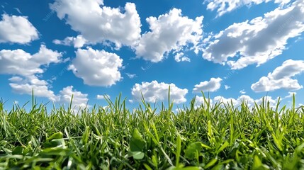 Obraz premium Lush green grass under a vibrant blue sky with fluffy clouds; perfect for nature or spring themes