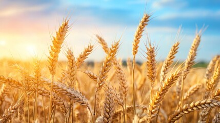 Fototapeta premium Golden wheat field at sunset.