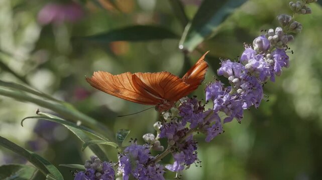 Orange Butterfly Pollinating a Flower