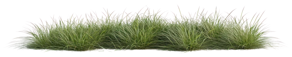 Crédence de cuisine en verre imprimé PNG Green grass field plant vegetation ornamental.