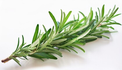Fototapeta premium Fresh rosemary sprig on white background. Vibrant green herb.