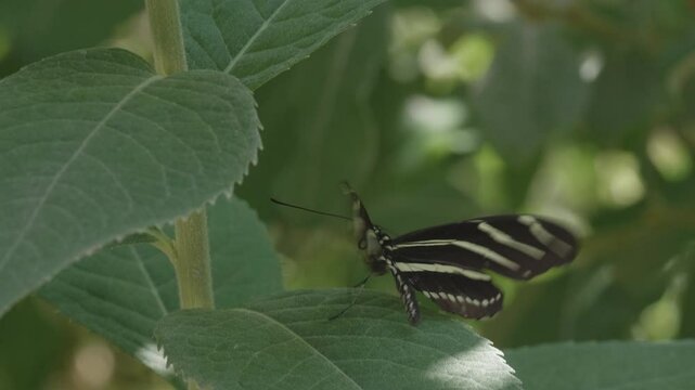 Zebra Longwing Butterfly