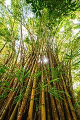bamboo forest with sun behind it