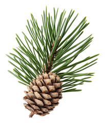 Fototapeta premium Beautiful pine cone with vibrant green needles isolated on transparent background