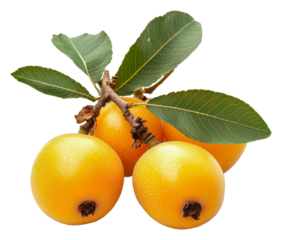 Loquats with green leaves on white isolated on transparent background