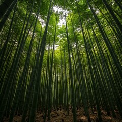 Fototapeta premium green bamboo forest
