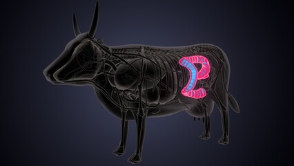 cow digestive system lungs and large intestine system anatomy. 3d illustration