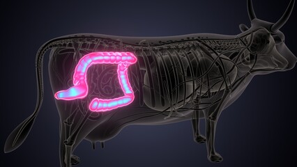 cow digestive system lungs and large intestine system anatomy. 3d illustration