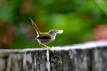 Fototapeta premium A small bird perching in a lush green environment, holding material in its beak, possibly for nest construction, surrounded by vibrant leaves.