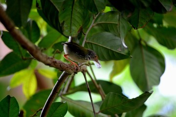 A small bird perched on a tree branch in a lush green environment, holding material in its beak, possibly for nest construction, surrounded by vibrant leaves