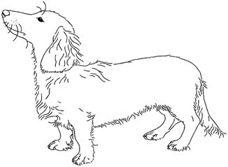 illustration of a dachshund dog